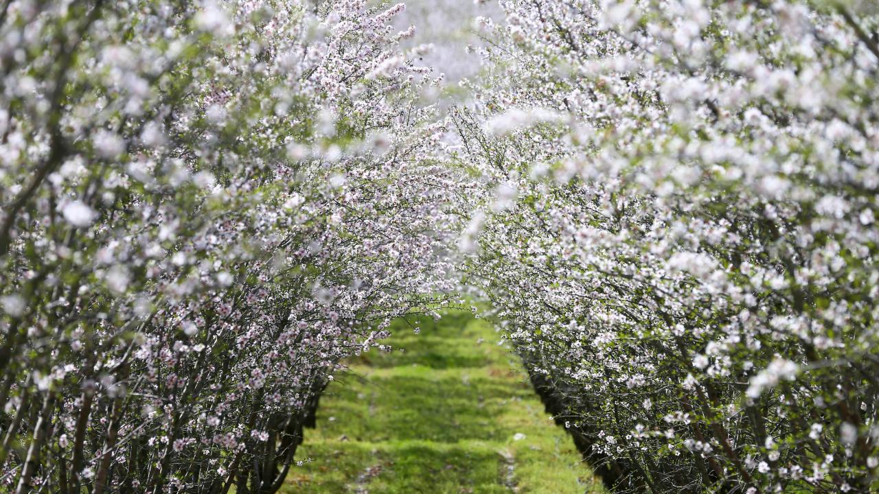 Badem ağaçları çiçek açtı! Bahçeler beyaza boyandı