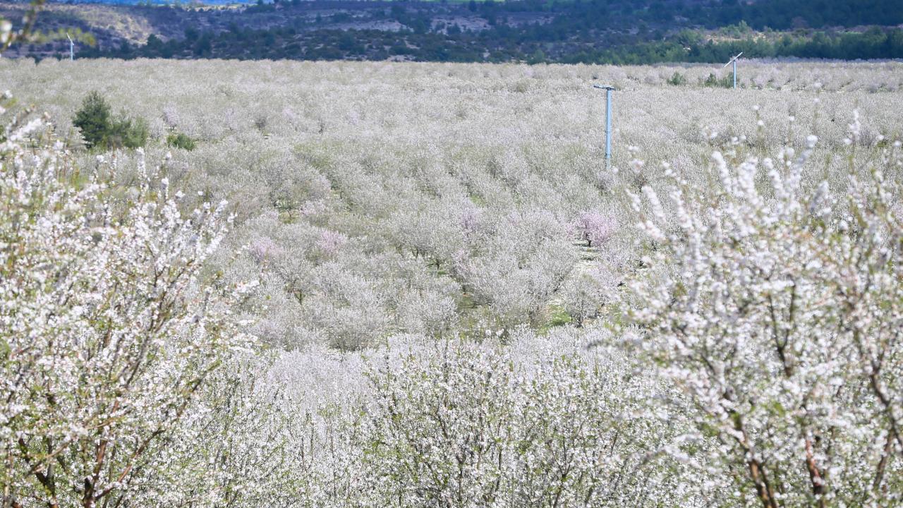 Foto - Badem ağaçları çiçek açtı! Bahçeler beyaza boyandı