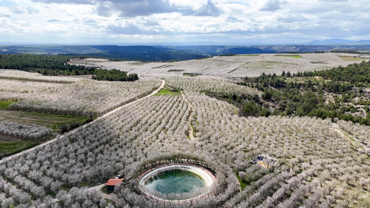 Foto - Badem ağaçları çiçek açtı! Bahçeler beyaza boyandı