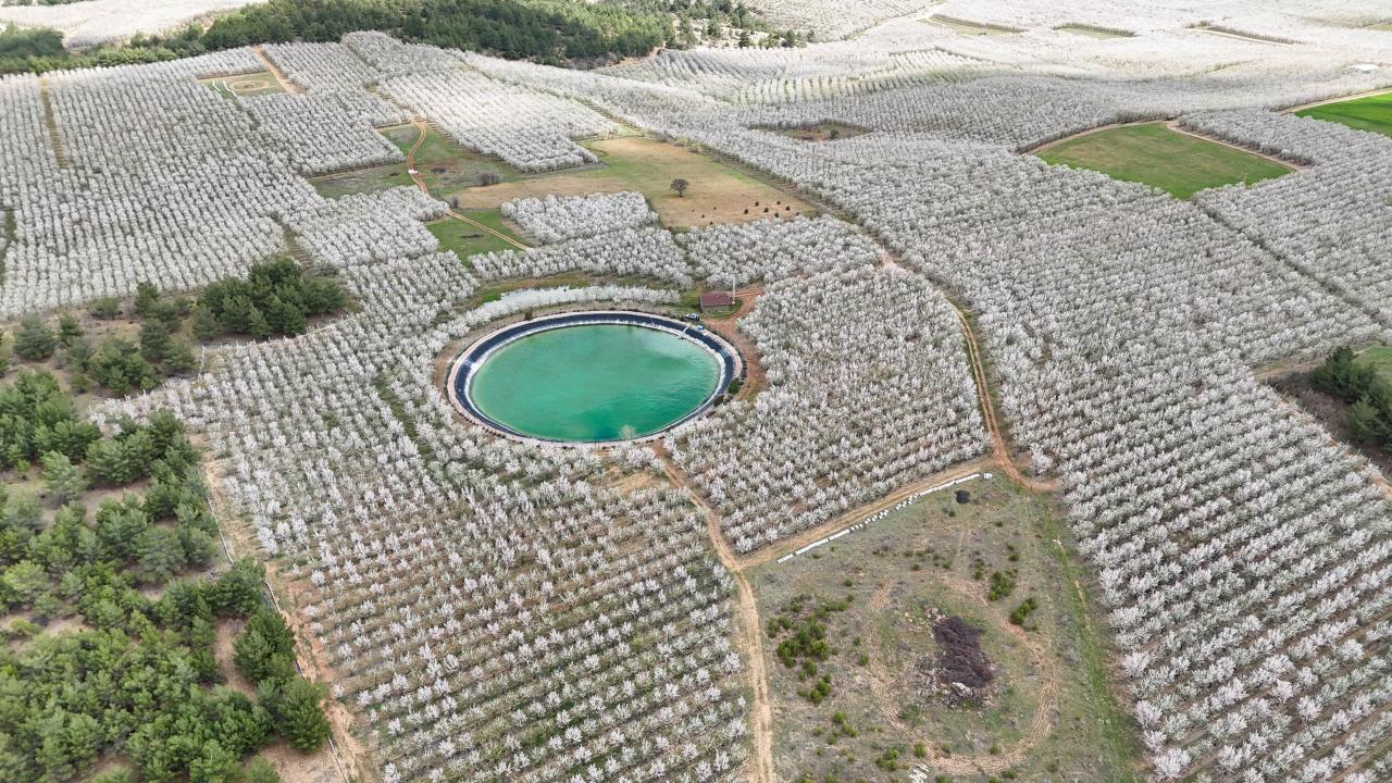 Foto - Badem ağaçları çiçek açtı! Bahçeler beyaza boyandı