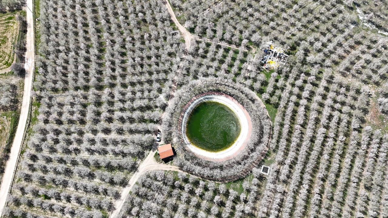 Foto - Badem ağaçları çiçek açtı! Bahçeler beyaza boyandı