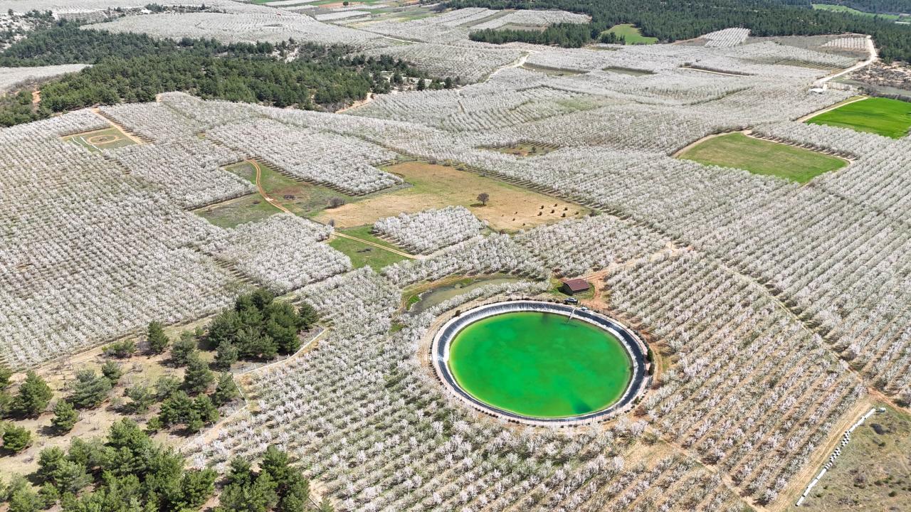 Foto - Badem ağaçları çiçek açtı! Bahçeler beyaza boyandı