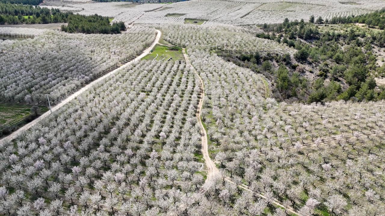 Foto - Badem ağaçları çiçek açtı! Bahçeler beyaza boyandı