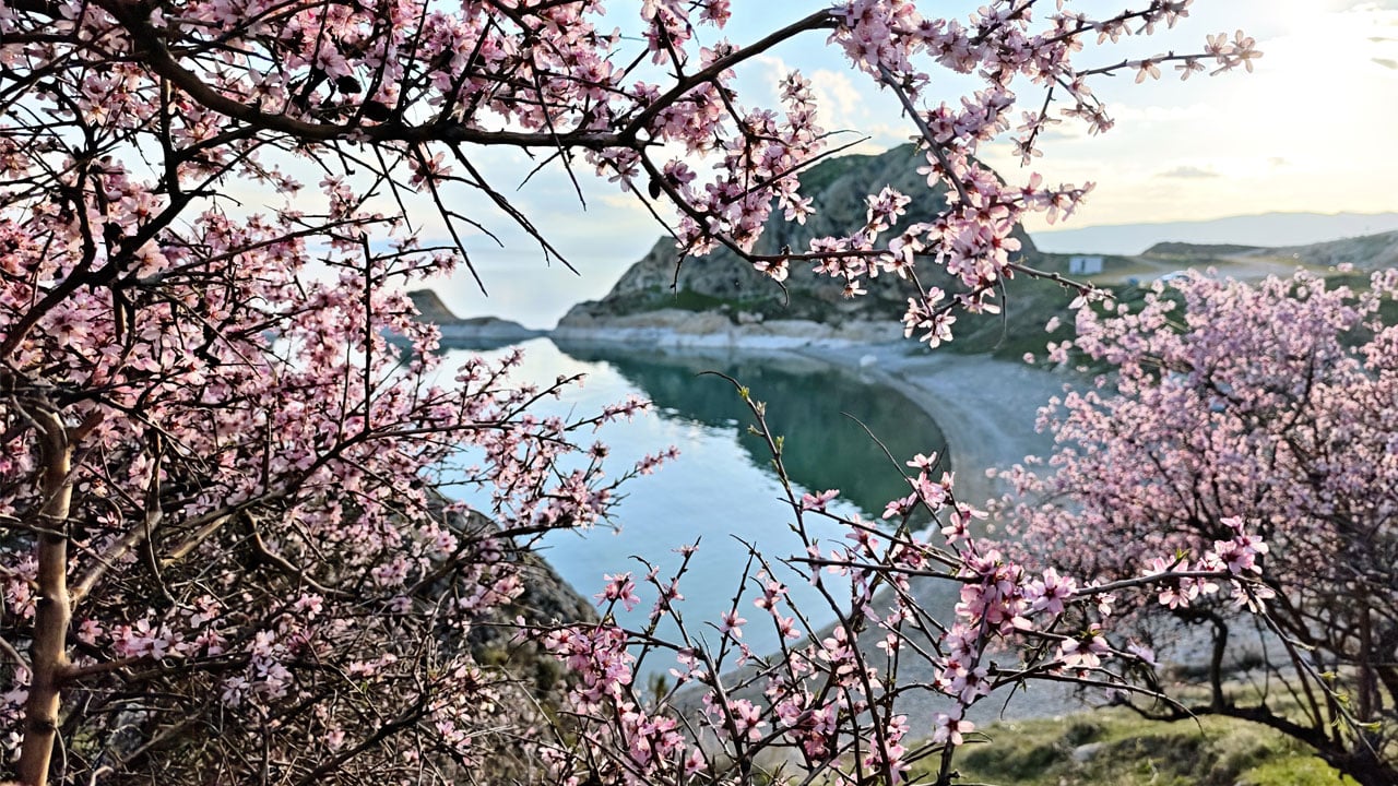 Foto - Badem ağaçları çiçek açtı! Van Gölü’nün mavisine bahar renkleri karıştı