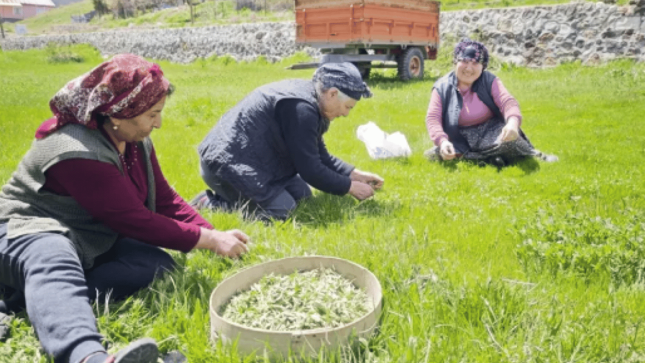 Foto - Bağırsak dostunun hasadı başladı! Kilosu 200 liradan başlıyor!