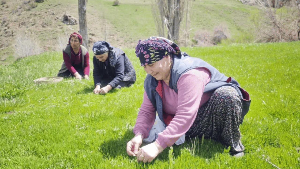 Bağırsak dostunun hasadı başladı! Kilosu 200 liradan başlıyor!