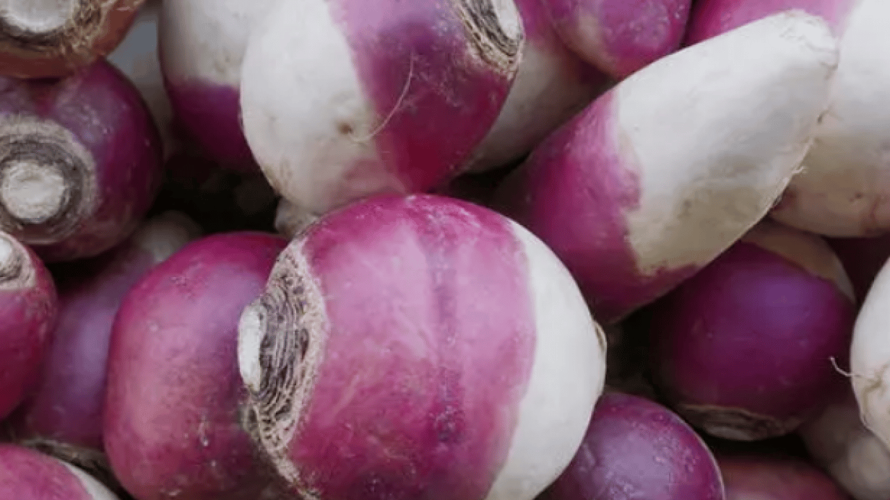 Foto - Bağırsakların süpürgesi o sebze! Kabızlığında reçetesi, hücrelerin formatı: Şifa olacak kökten gelen besin
