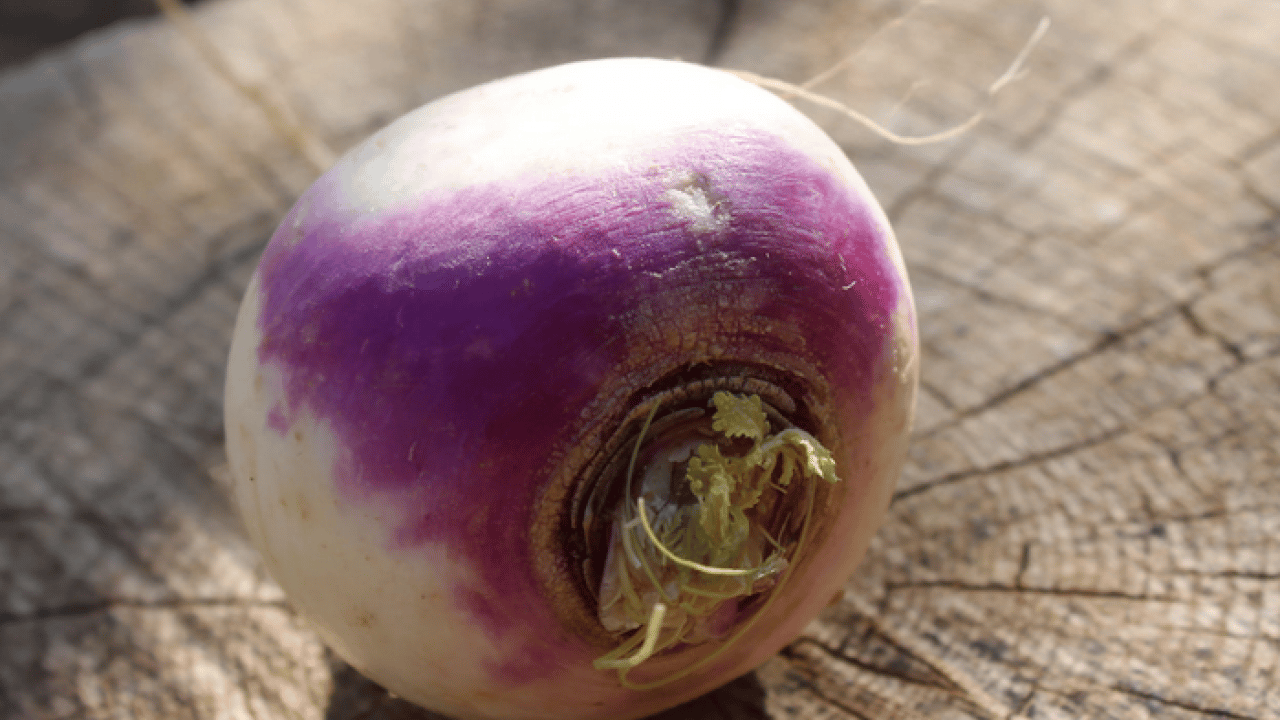 Foto - Bağırsakların süpürgesi o sebze! Kabızlığında reçetesi, hücrelerin formatı: Şifa olacak kökten gelen besin