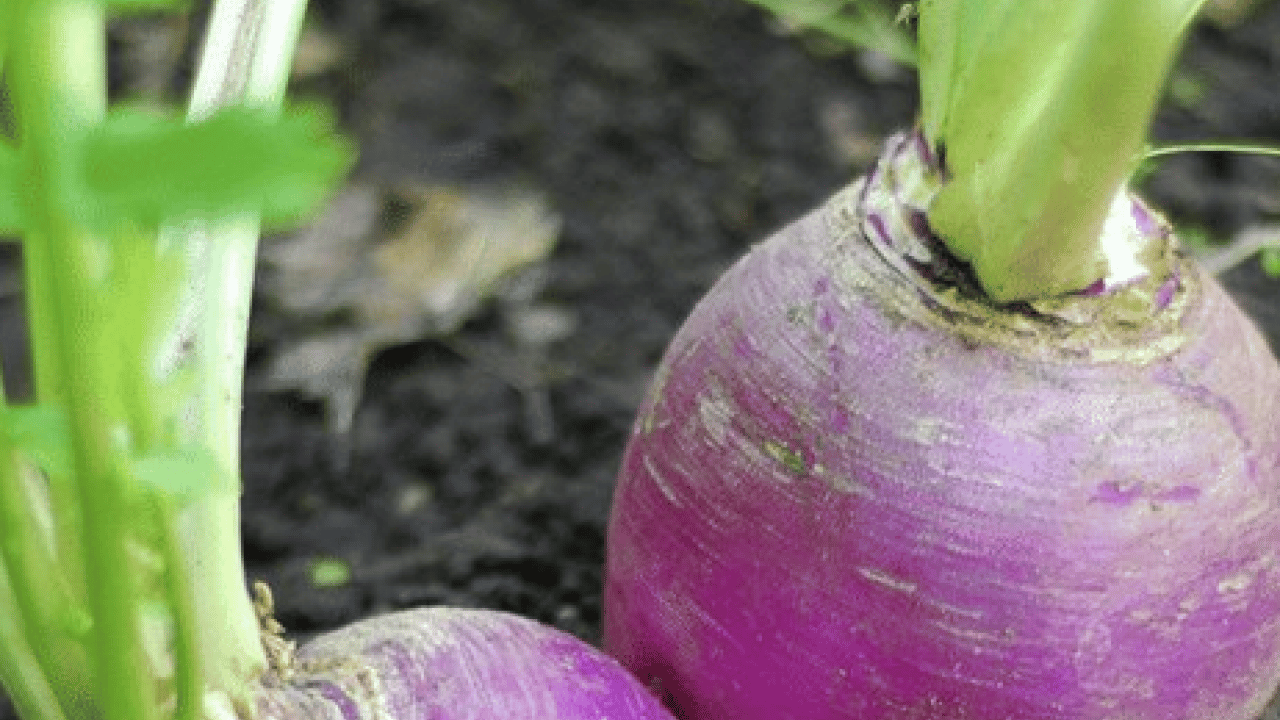 Foto - Bağırsakların süpürgesi o sebze! Kabızlığında reçetesi, hücrelerin formatı: Şifa olacak kökten gelen besin