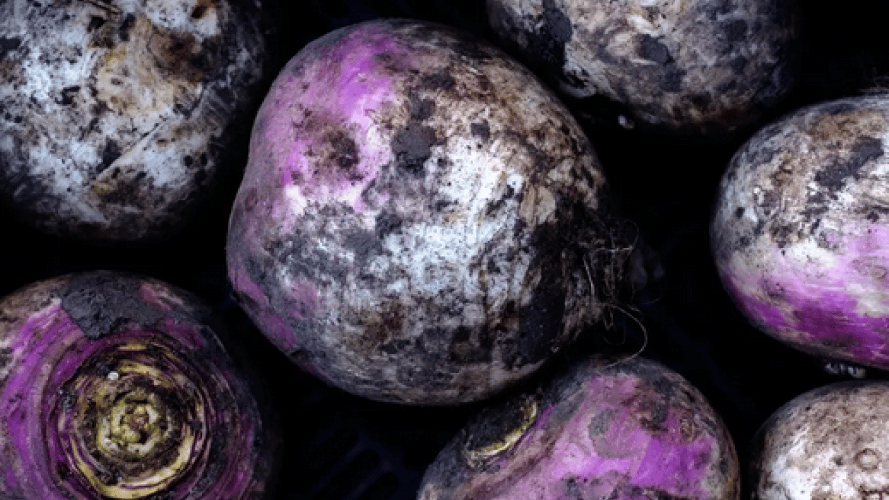 Foto - Bağırsakların süpürgesi o sebze! Kabızlığında reçetesi, hücrelerin formatı: Şifa olacak kökten gelen besin