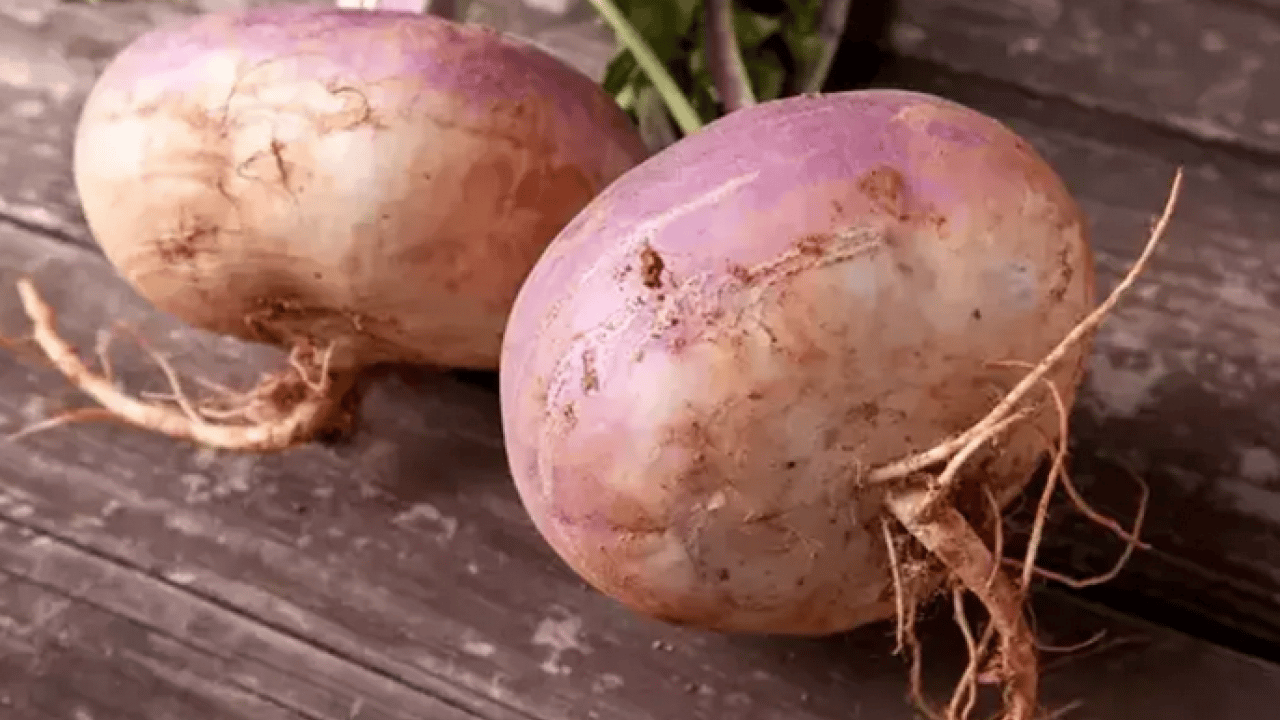 Foto - Bağırsakların süpürgesi o sebze! Kabızlığında reçetesi, hücrelerin formatı: Şifa olacak kökten gelen besin