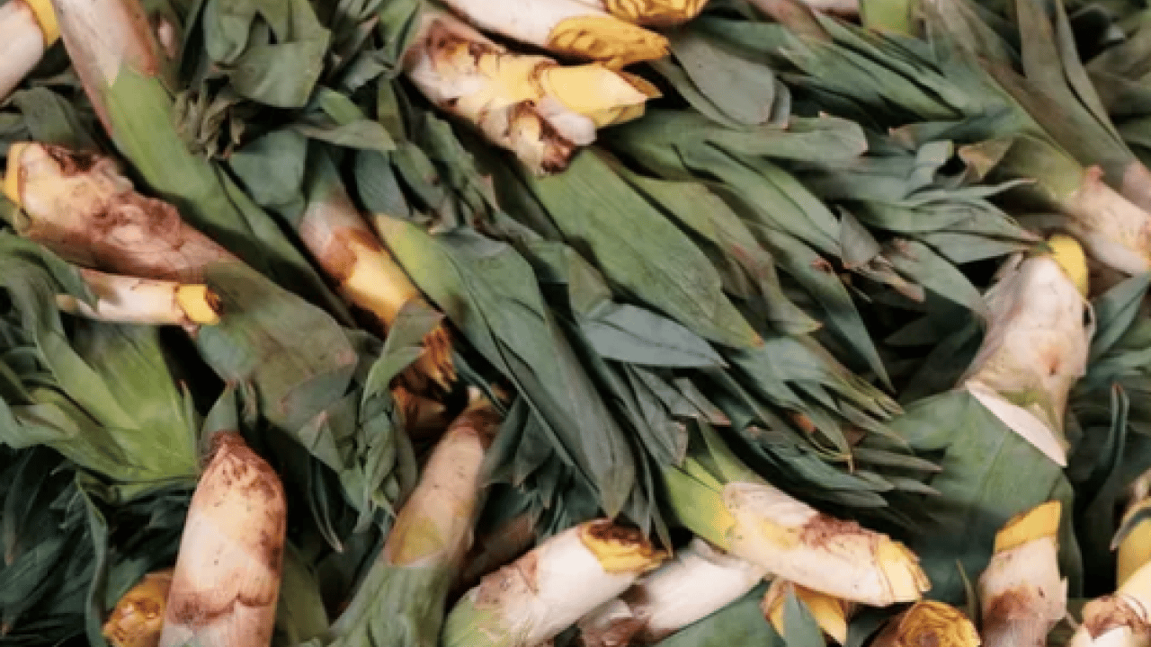 Foto - Bağışıklık sistemine karşı: Doğal antibiyotik tezgahlara indi: Sadece 2 ay yiyebilirsiniz...