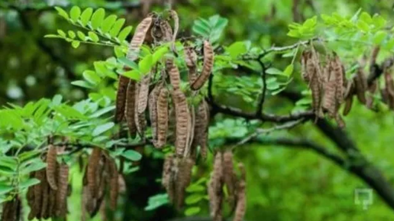Bağışıklık sistemini güçlendirmek için keçiboynuzu pekmezi tüketin: Savaş açan virüs savar