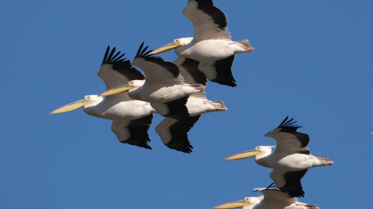Foto - Bahar yüzünü gösterdi! Sürüler halinde ortaya çıktılar