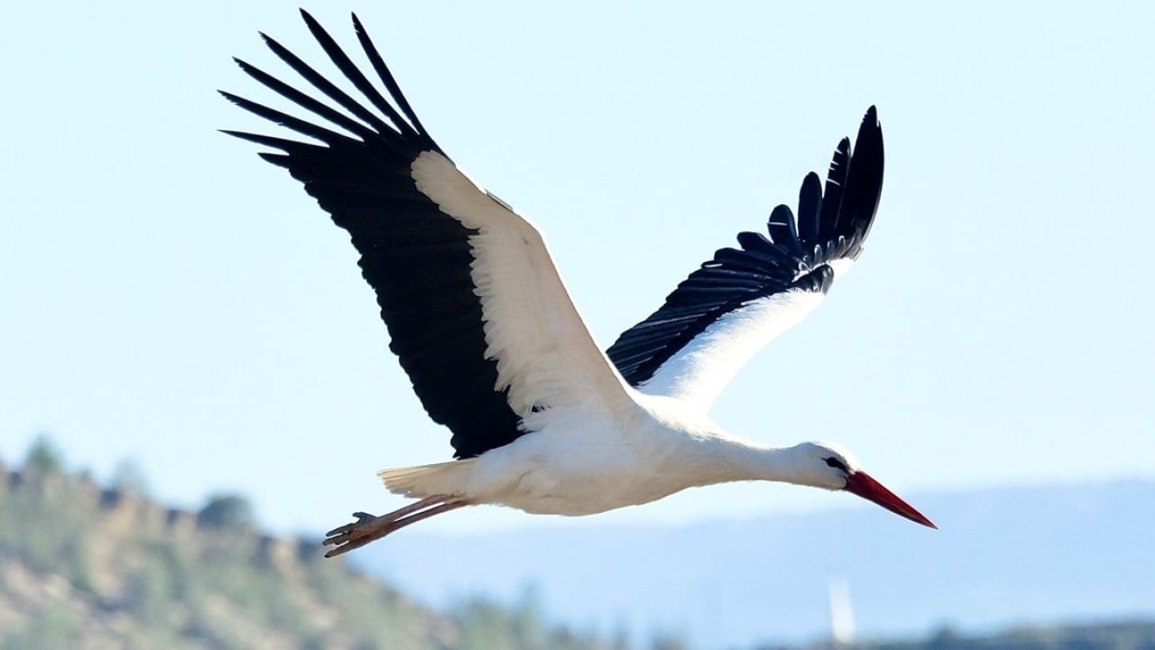 Foto - Bahar yüzünü gösterdi! Sürüler halinde ortaya çıktılar