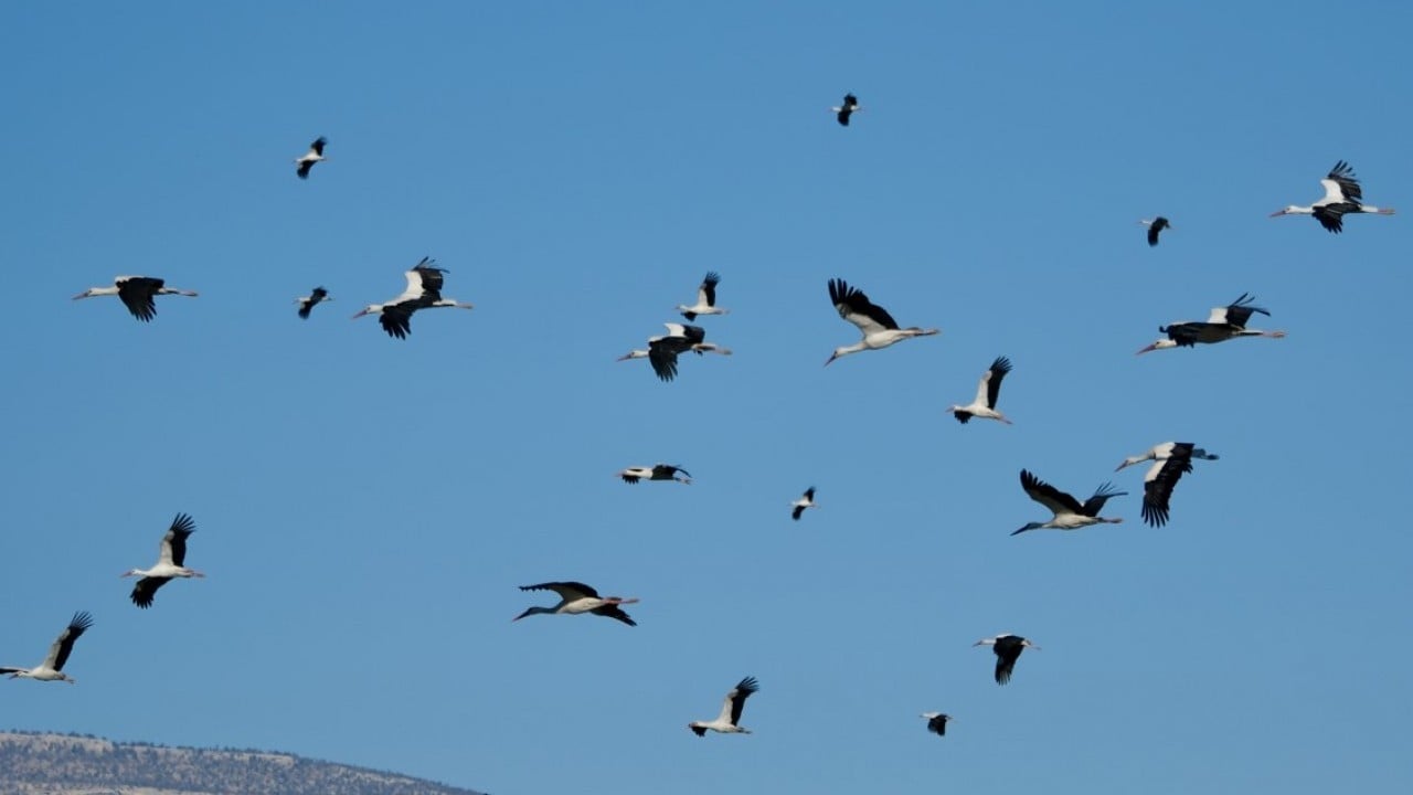 Foto - Bahar yüzünü gösterdi! Sürüler halinde ortaya çıktılar