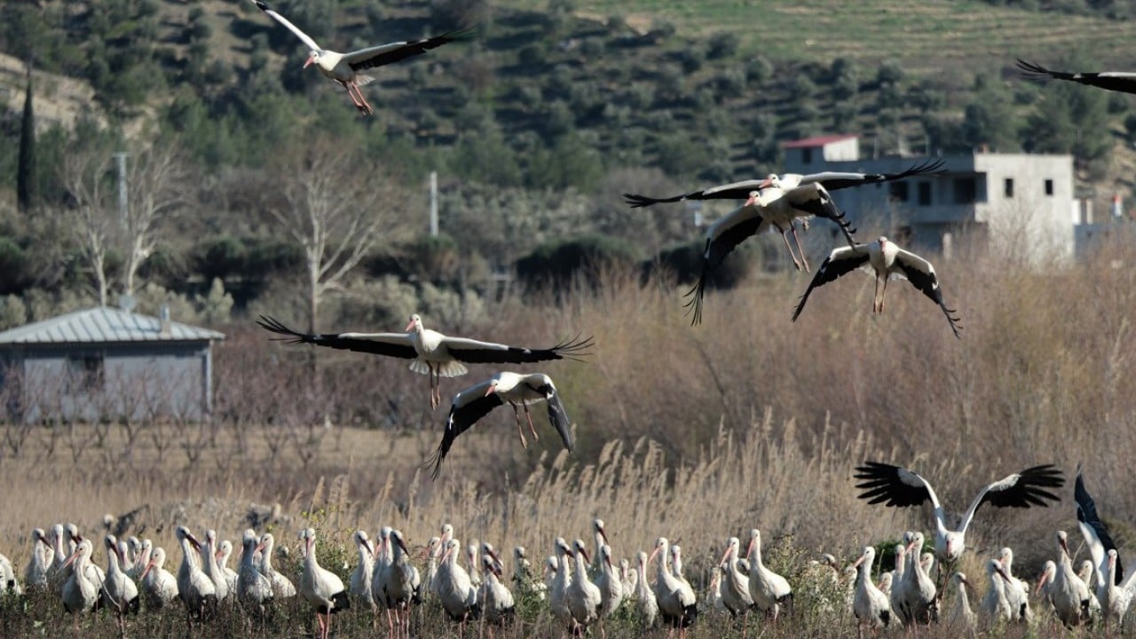 Foto - Bahar yüzünü gösterdi! Sürüler halinde ortaya çıktılar