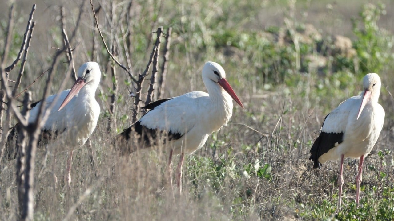 Foto - Bahar yüzünü gösterdi! Sürüler halinde ortaya çıktılar
