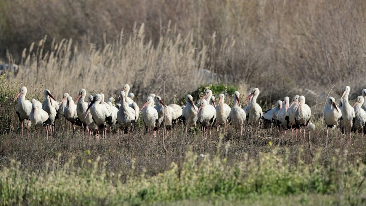 Foto - Bahar yüzünü gösterdi! Sürüler halinde ortaya çıktılar