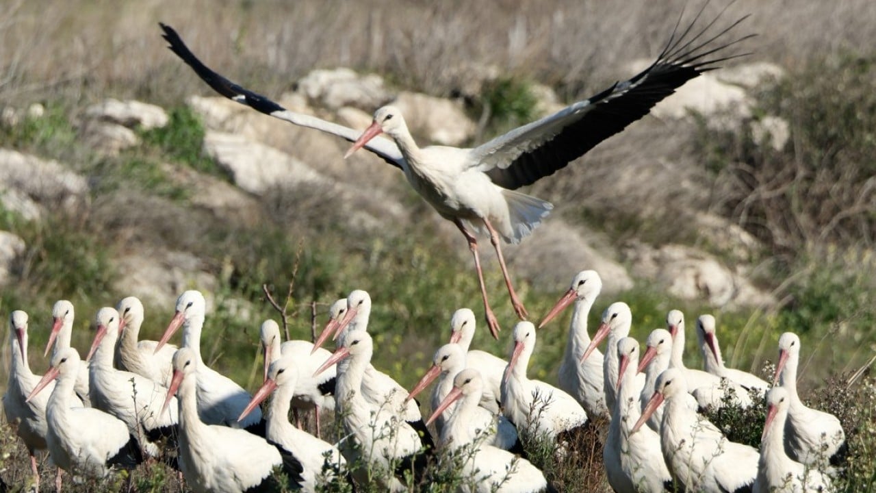 Foto - Bahar yüzünü gösterdi! Sürüler halinde ortaya çıktılar