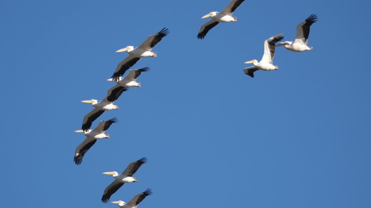 Foto - Bahar yüzünü gösterdi! Sürüler halinde ortaya çıktılar