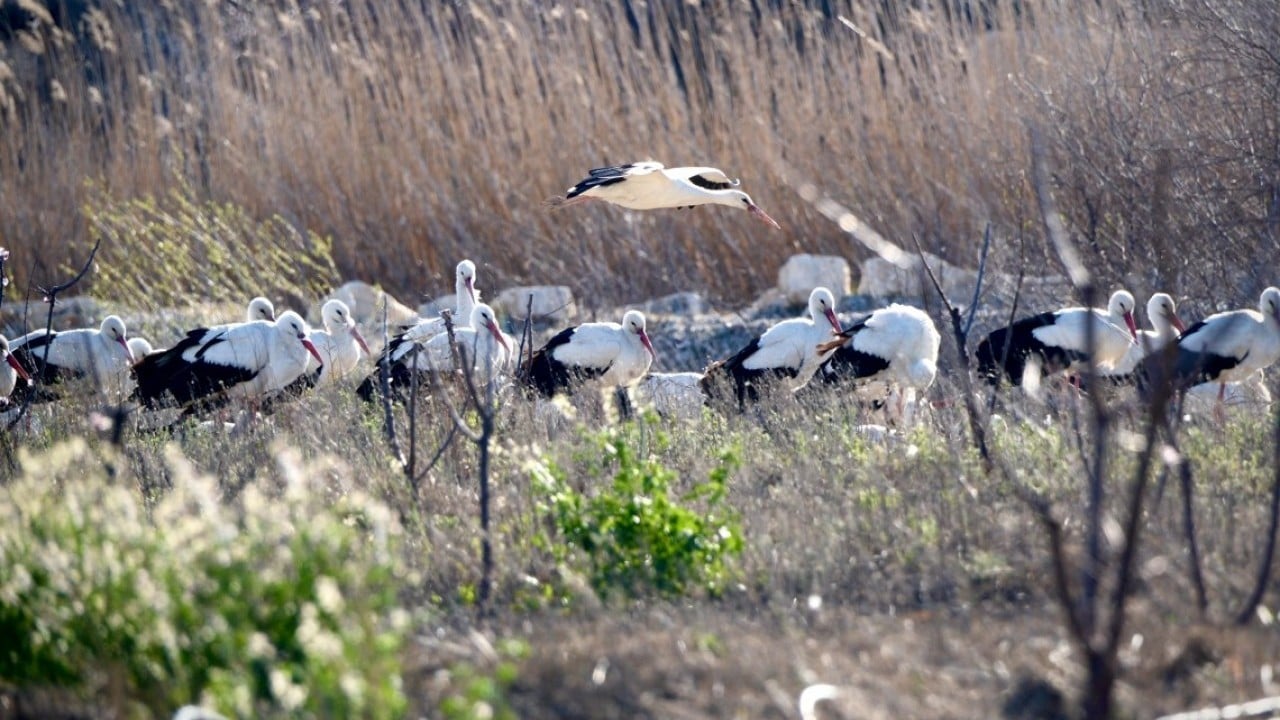 Foto - Bahar yüzünü gösterdi! Sürüler halinde ortaya çıktılar