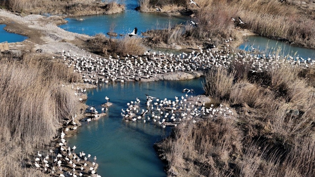 Foto - Bahar yüzünü gösterdi! Sürüler halinde ortaya çıktılar