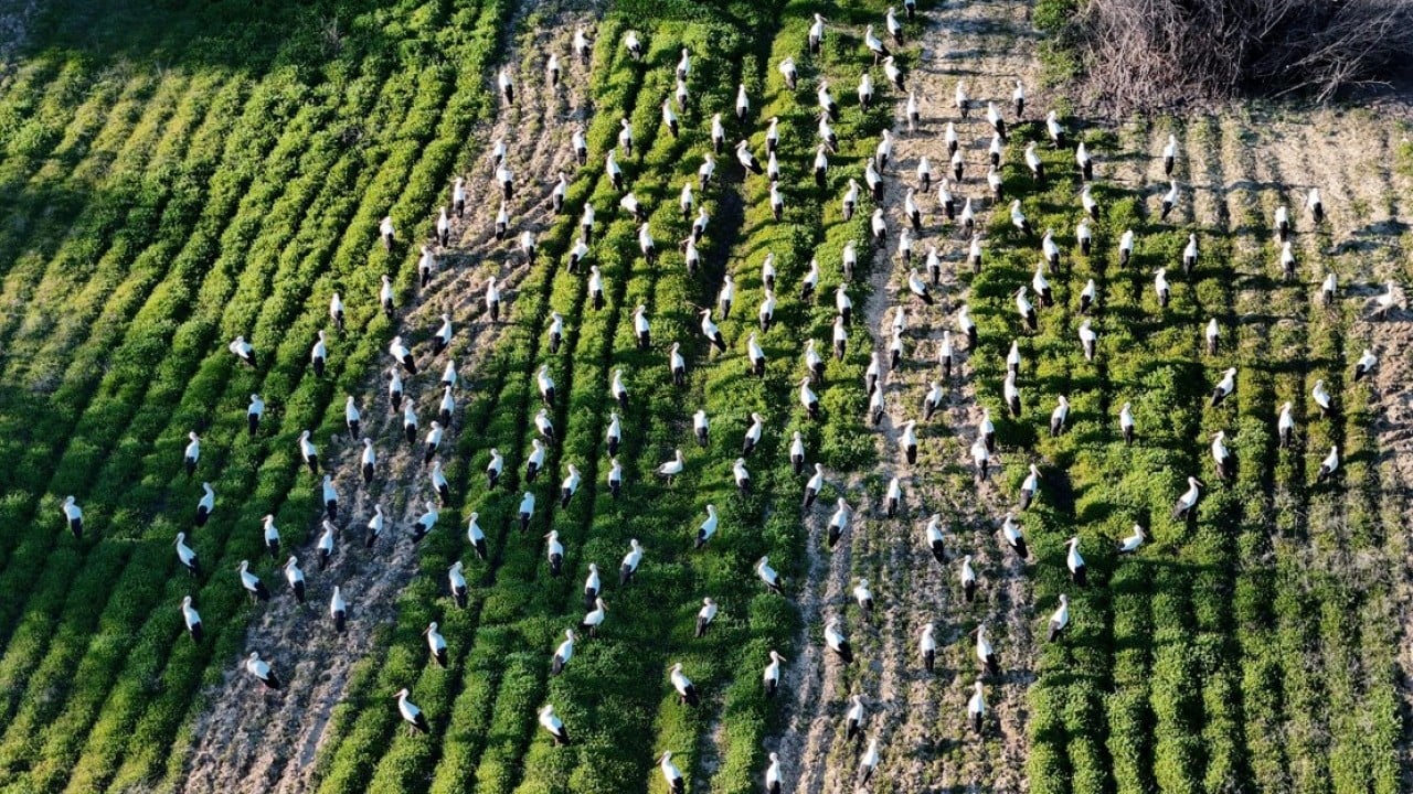 Foto - Bahar yüzünü gösterdi! Sürüler halinde ortaya çıktılar