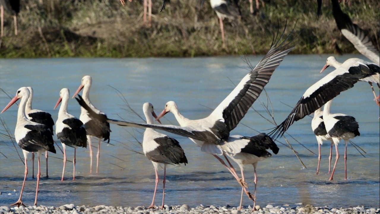 Foto - Bahar yüzünü gösterdi! Sürüler halinde ortaya çıktılar