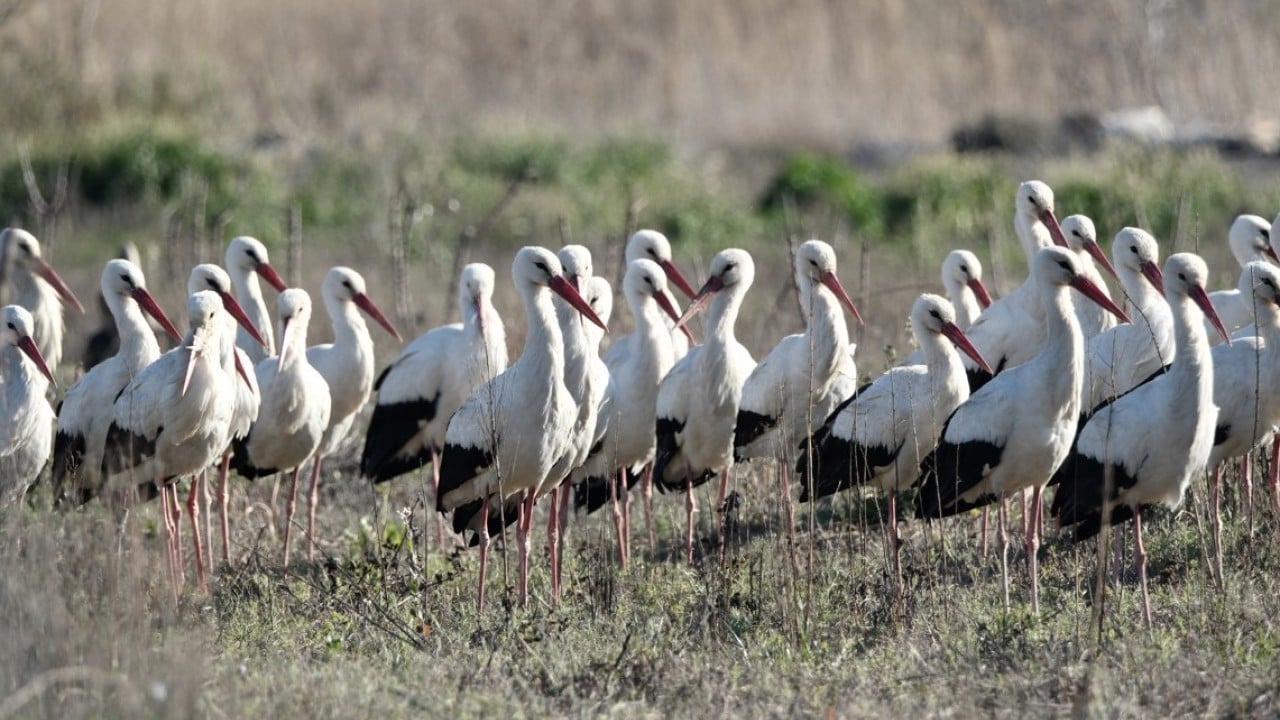 Foto - Bahar yüzünü gösterdi! Sürüler halinde ortaya çıktılar