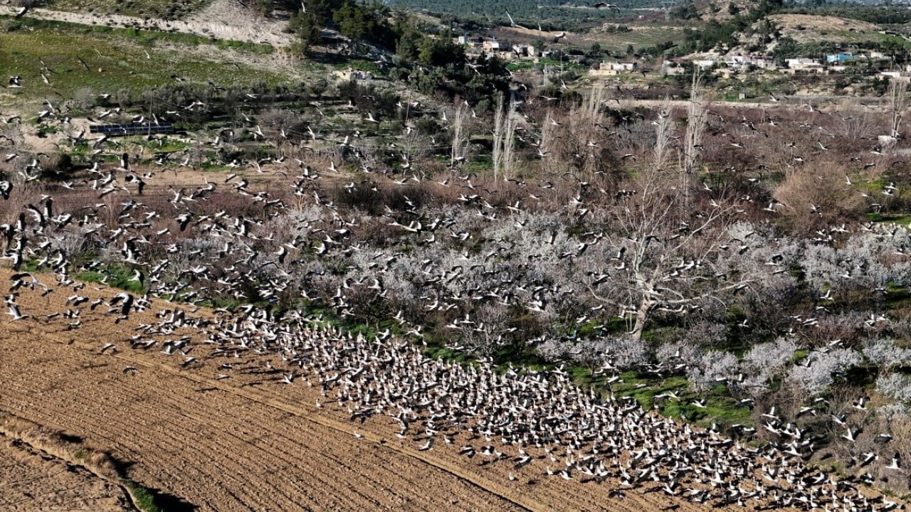 Foto - Bahar yüzünü gösterdi! Sürüler halinde ortaya çıktılar