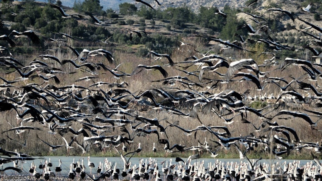 Bahar yüzünü gösterdi! Sürüler halinde ortaya çıktılar