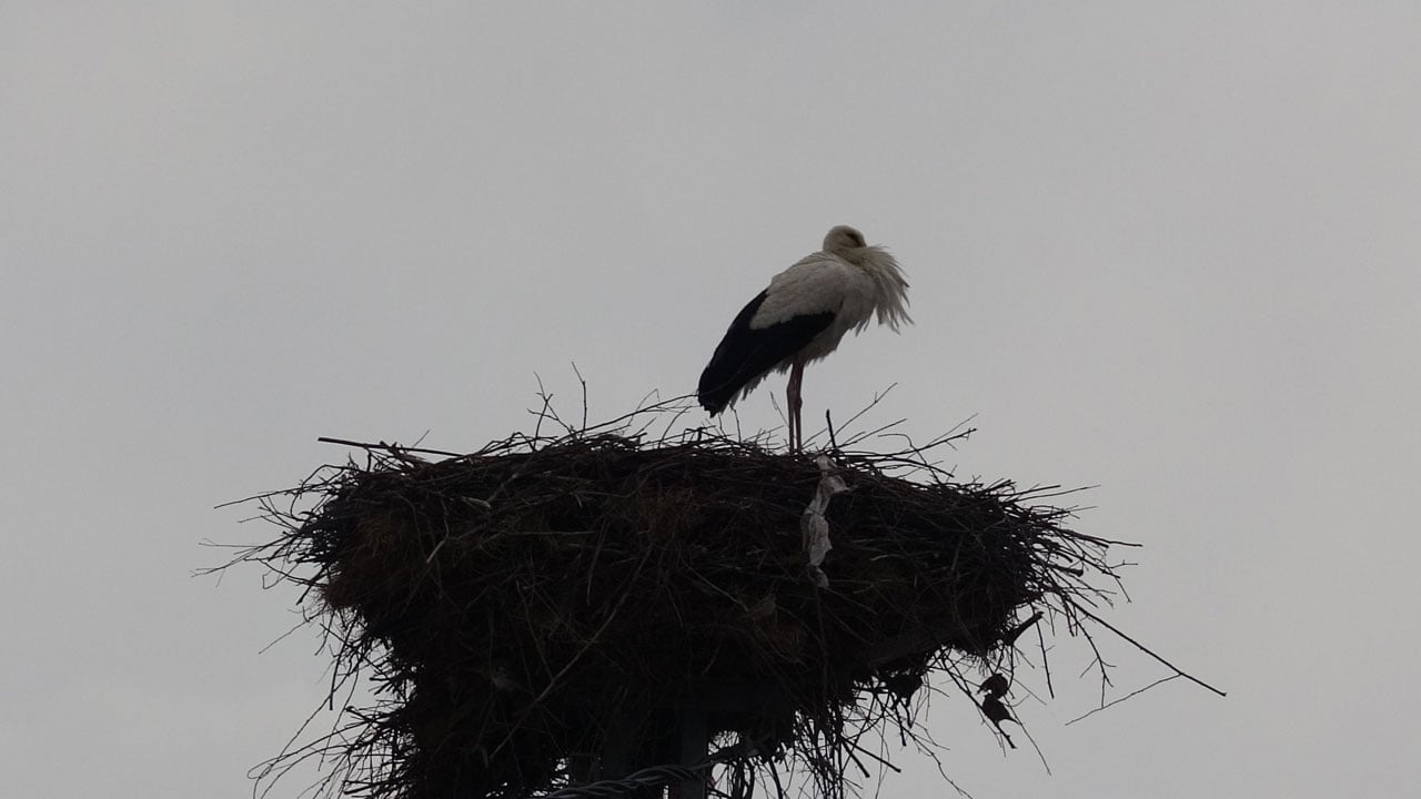 Foto - Baharı onlar müjdeliyor! Leylekler ‘Leylekli köy’e geri döndü