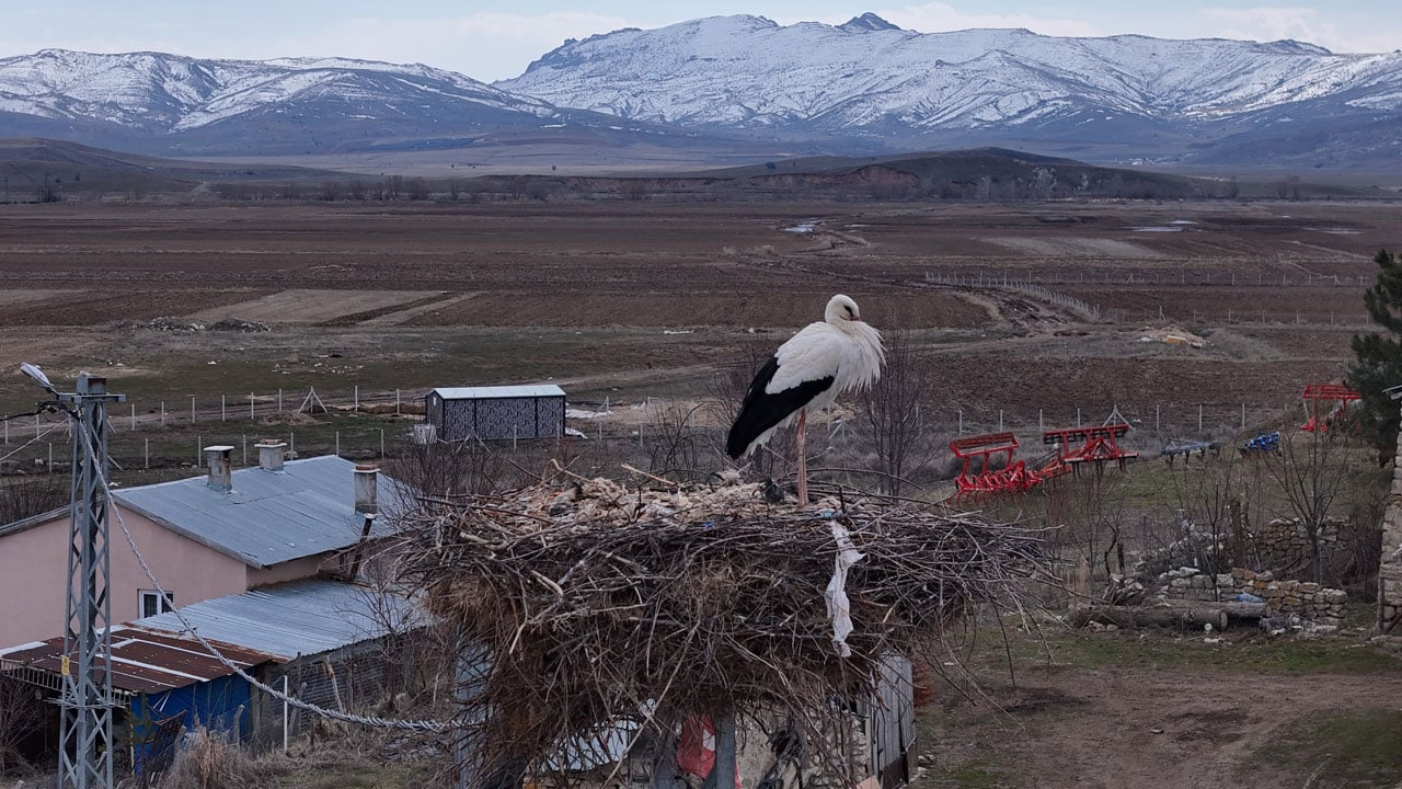 Baharı onlar müjdeliyor! Leylekler ‘Leylekli köy’e geri döndü