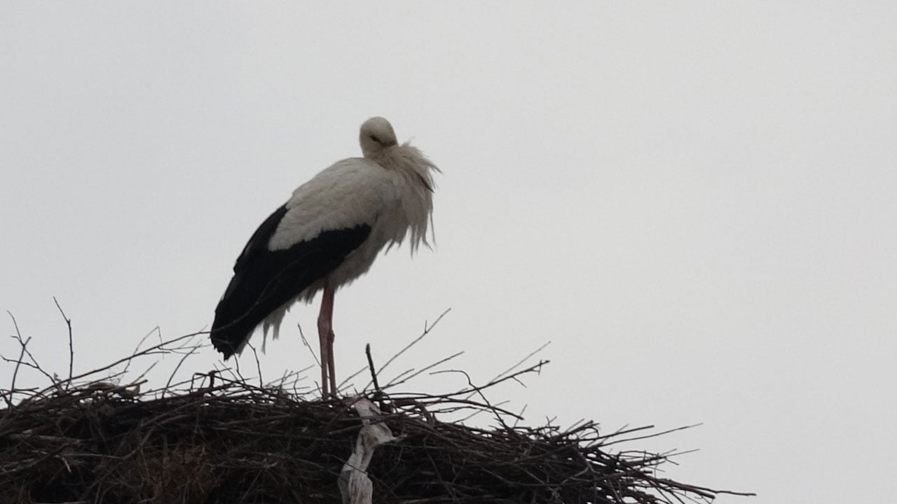 Foto - Baharı onlar müjdeliyor! Leylekler ‘Leylekli köy’e geri döndü