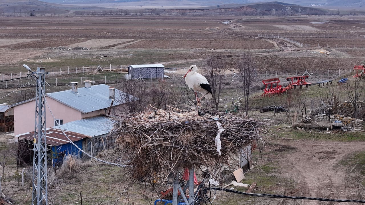 Foto - Baharı onlar müjdeliyor! Leylekler ‘Leylekli köy’e geri döndü
