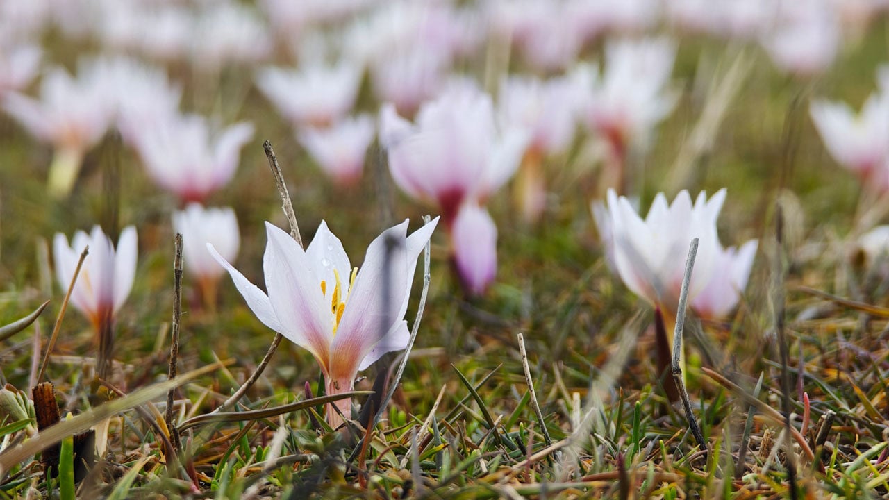 Foto - Baharın en güzel hali! Güzeldere Vadisi çiğdemlerle renklendi