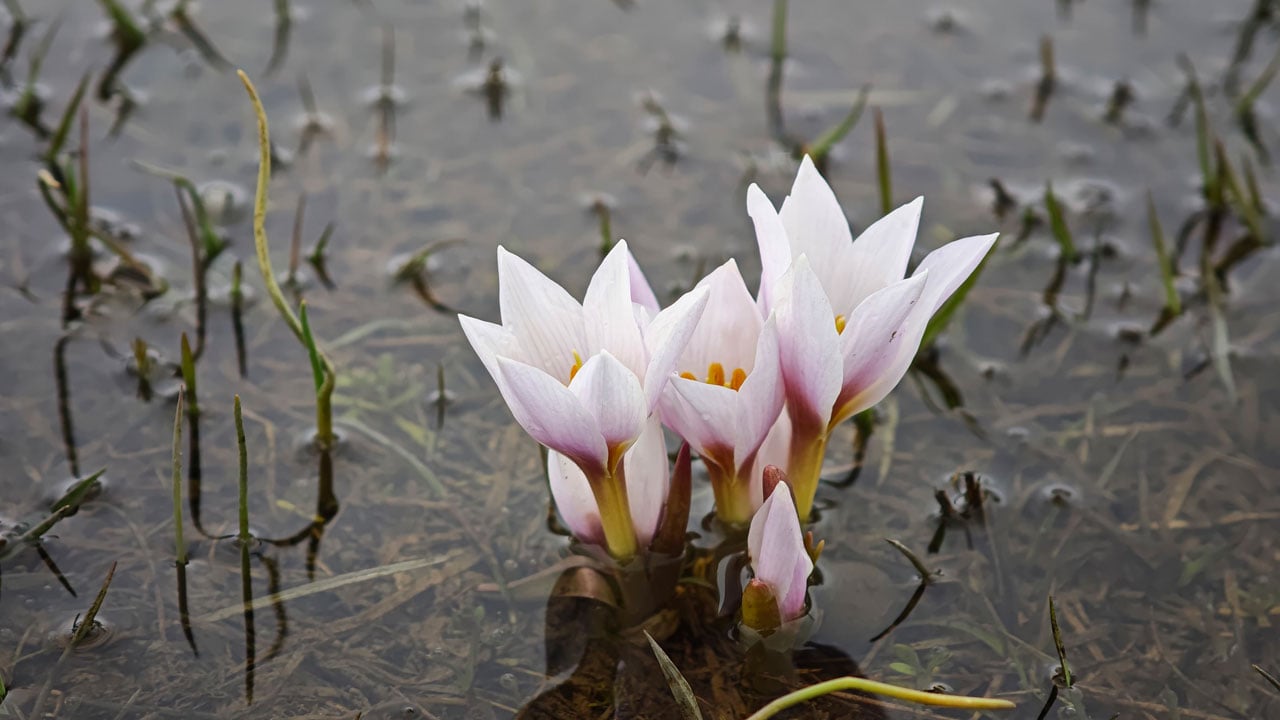 Foto - Baharın en güzel hali! Güzeldere Vadisi çiğdemlerle renklendi