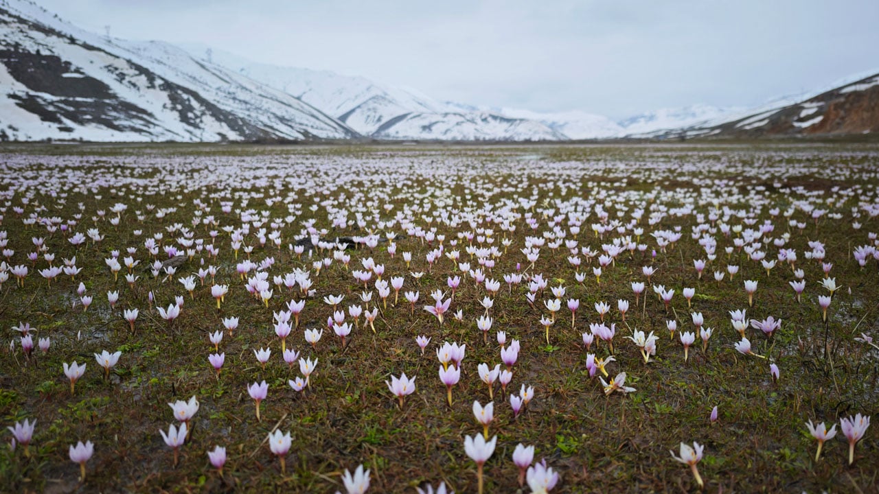 Baharın en güzel hali! Güzeldere Vadisi çiğdemlerle renklendi