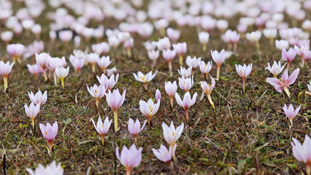 Foto - Baharın en güzel hali! Güzeldere Vadisi çiğdemlerle renklendi