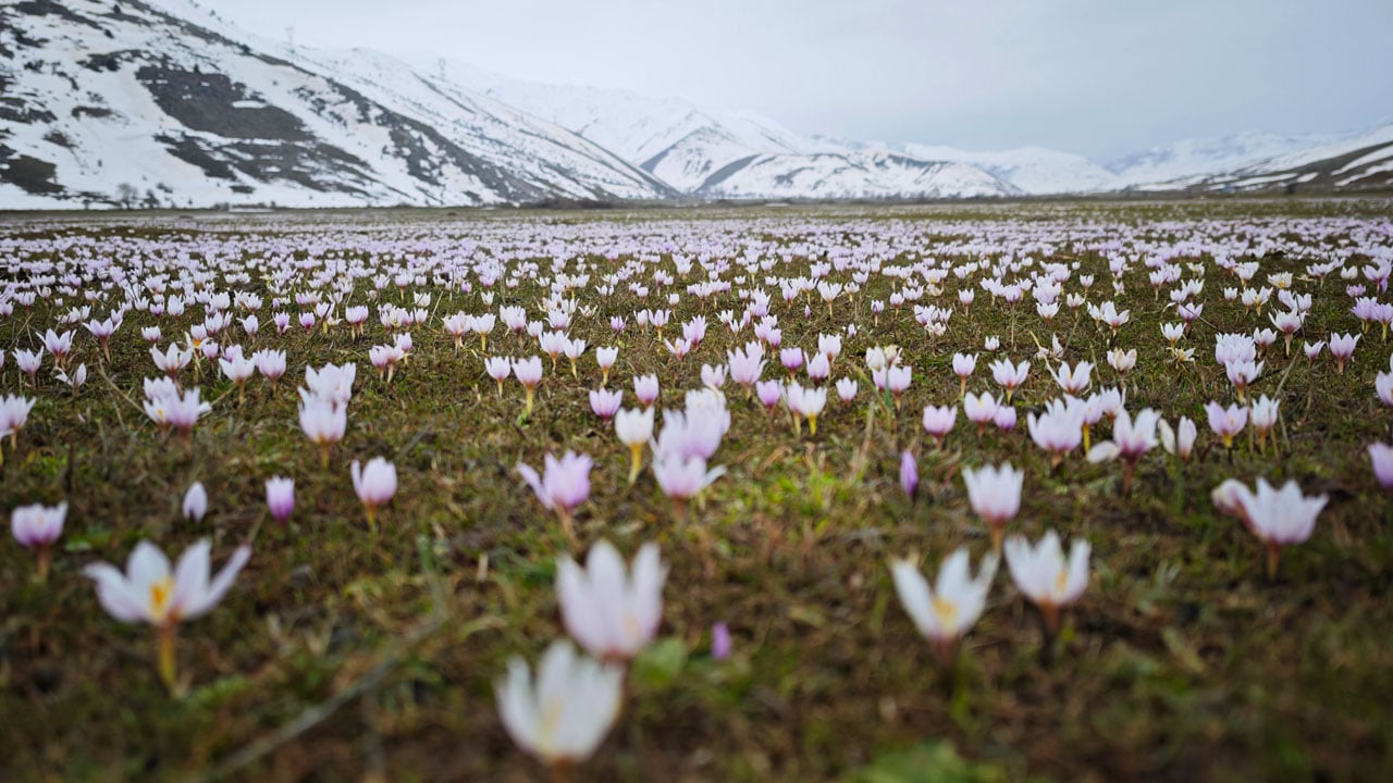 Foto - Baharın en güzel hali! Güzeldere Vadisi çiğdemlerle renklendi