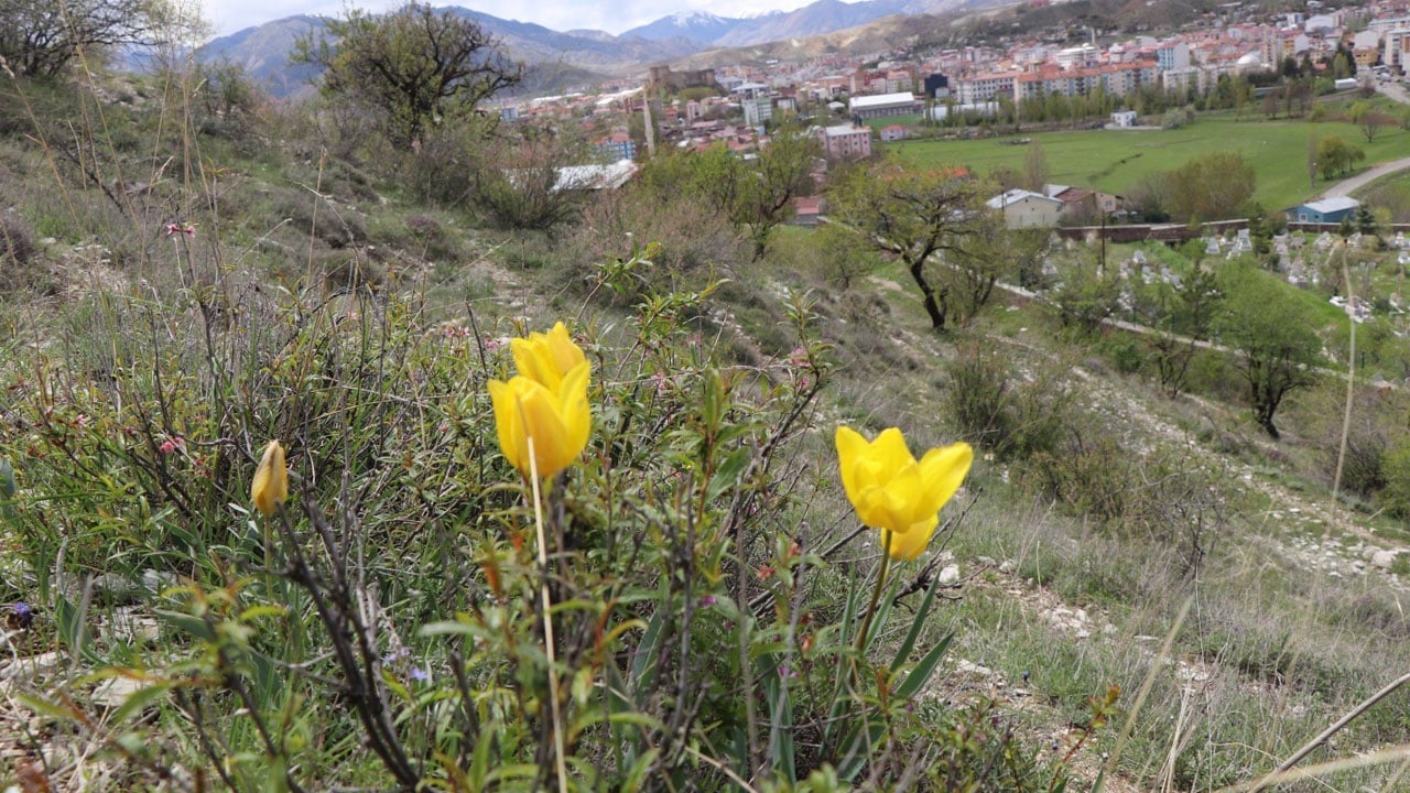 Foto - Baharın en renkli yüzü! Oltu dağlarında laleler açtı