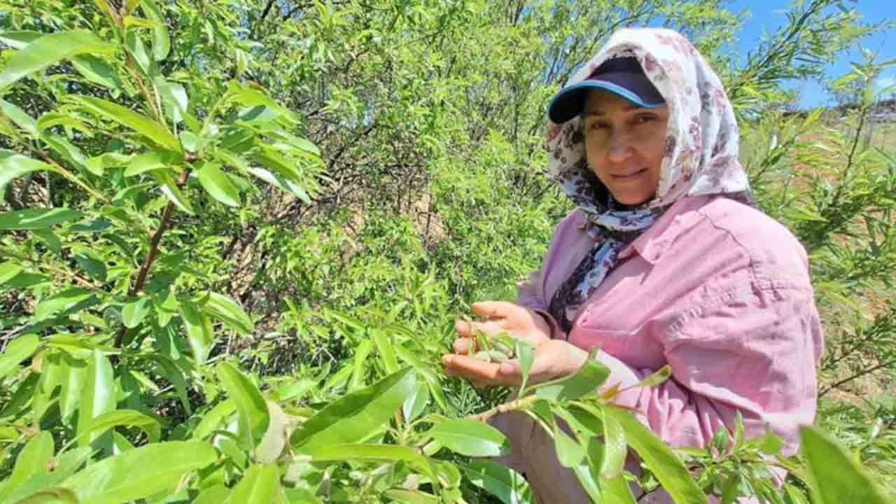 Foto - Baharın ilk tadı tezgâhta: Çağla kapış kapış