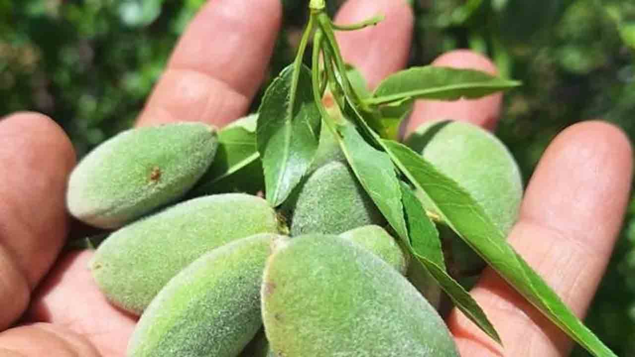 Foto - Baharın ilk tadı tezgâhta: Çağla kapış kapış