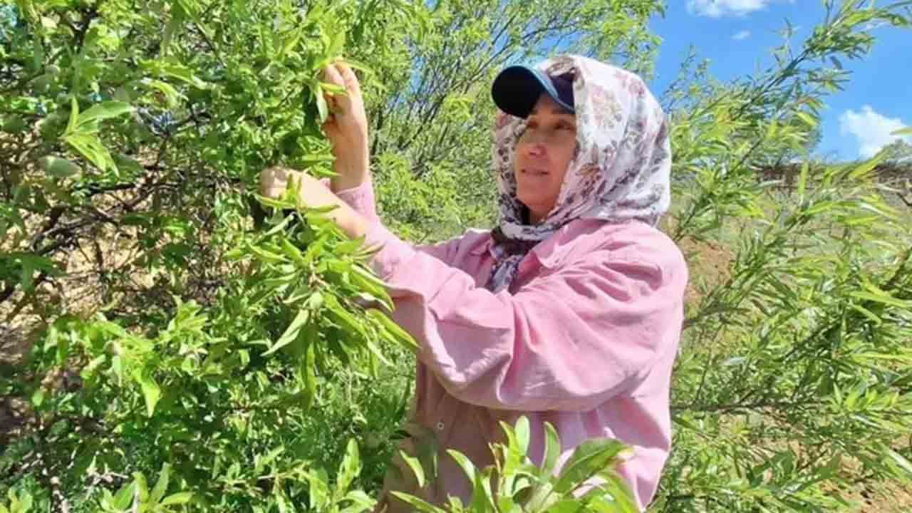 Foto - Baharın ilk tadı tezgâhta: Çağla kapış kapış
