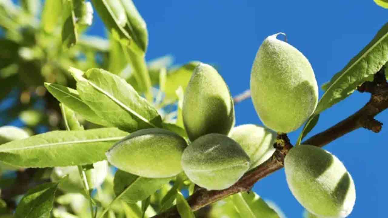 Baharın ilk tadı tezgâhta: Çağla kapış kapış