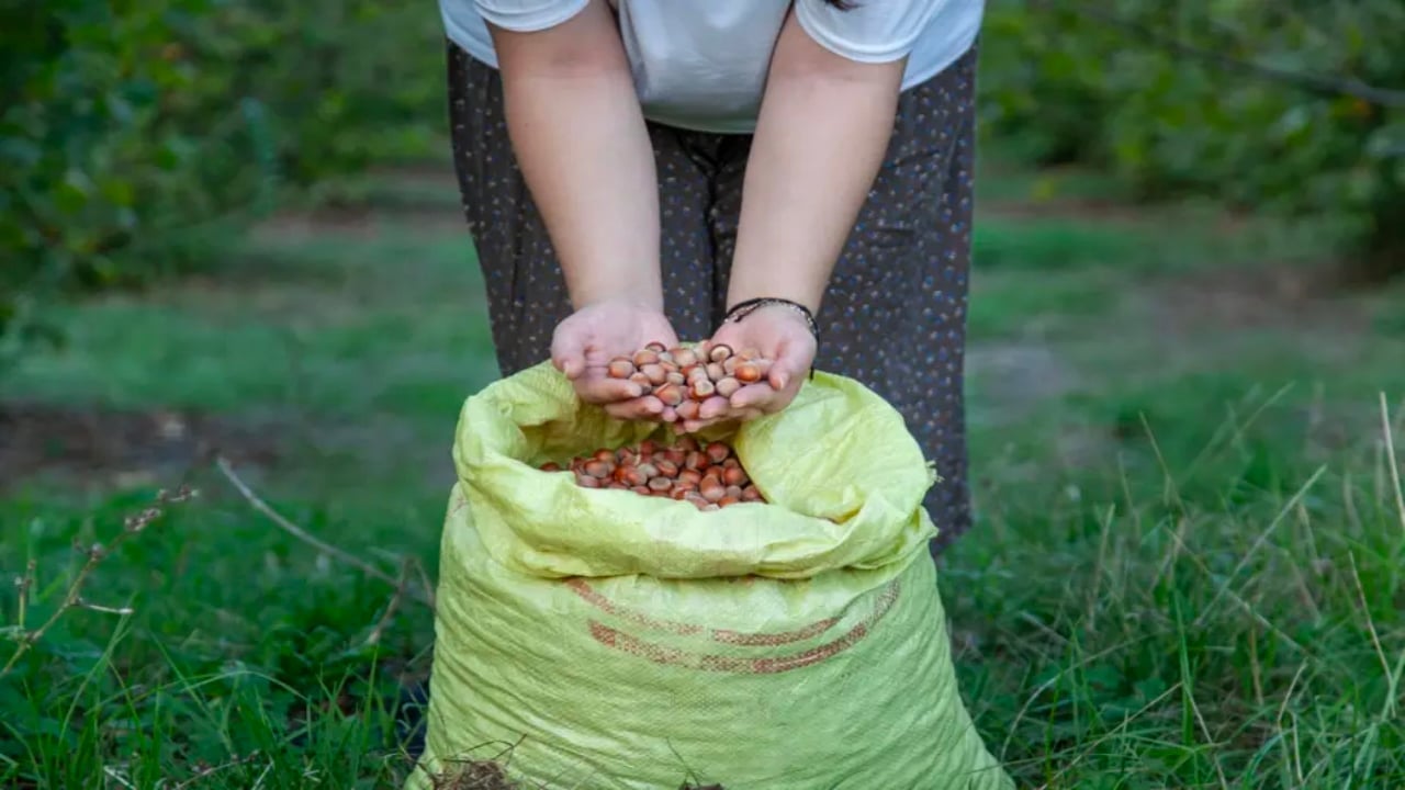 Foto - Bahçede 250, rafta 1600 lira! Paketlisinin fiyatı altınla yarışıyor