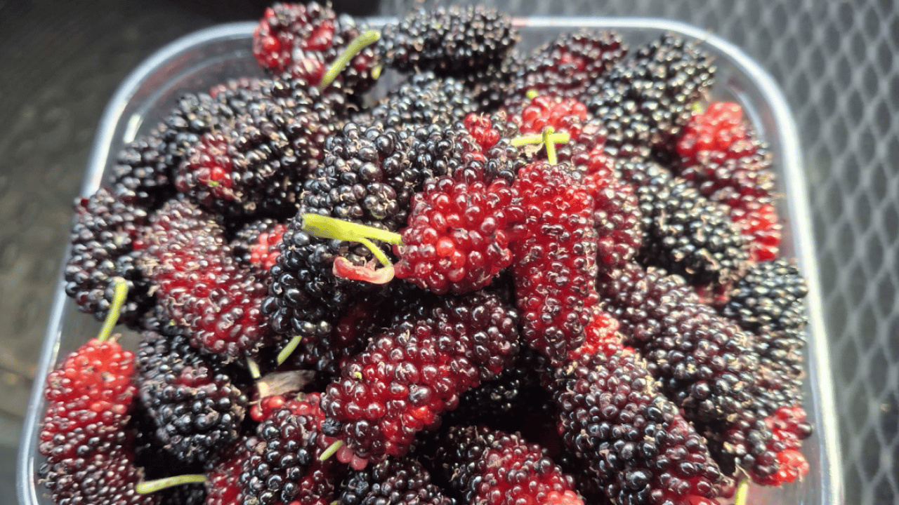 Foto - Bahçeden milyonerliğe giden dut: Kilosu 150 TL’den alıcı bulan Mersin karadutu ihracatta gözde