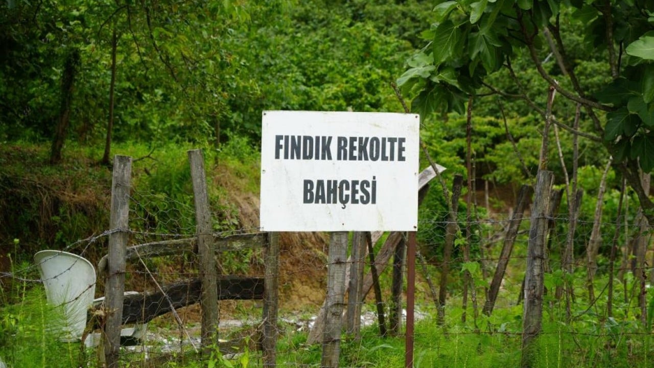 Foto - Bahçelerde sayım başladı! Fındıkta rekolte bekleniyor