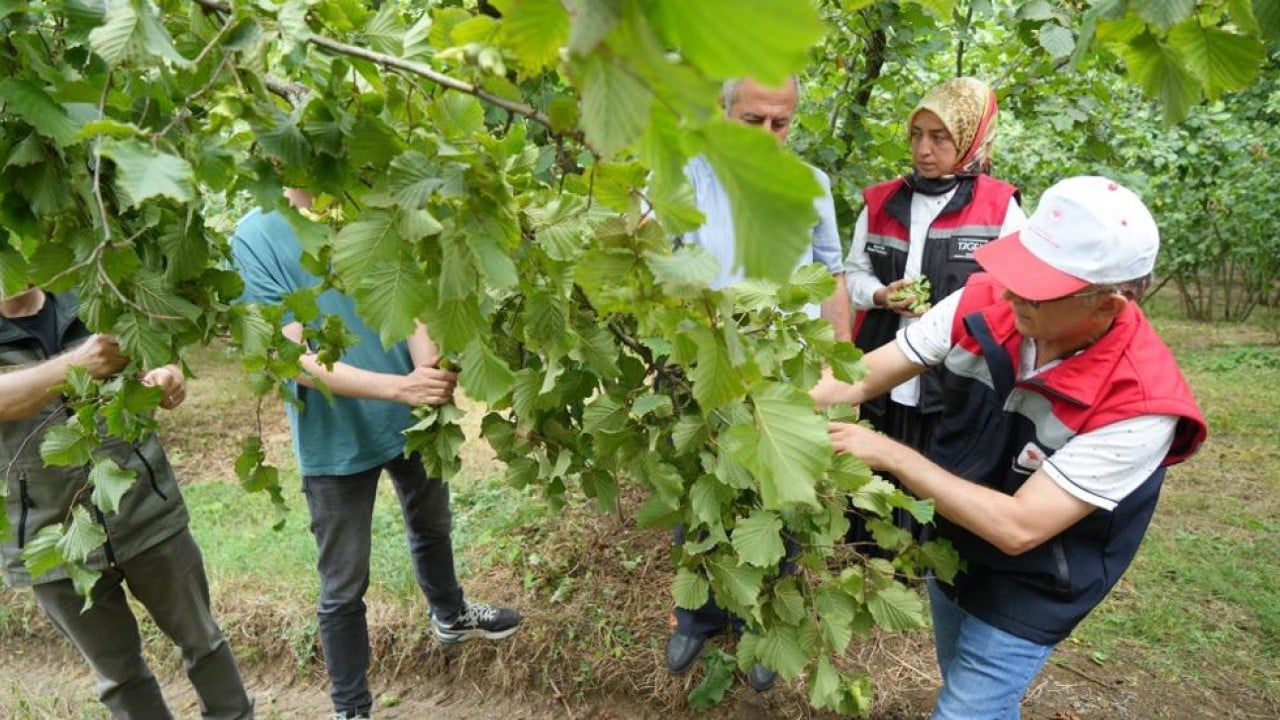 Bahçelerde sayım başladı! Fındıkta rekolte bekleniyor